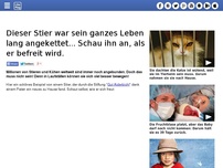 Bild zum Artikel: Dieser Stier war sein ganzes Leben lang angekettet... Schau ihn an, als er befreit wird.