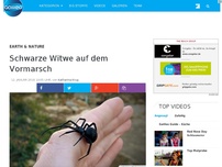 Bild zum Artikel: Die Schwarze Witwe krabbelt jetzt auch durch Deutschland