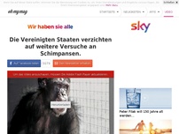 Bild zum Artikel: Die Vereinigten Staaten verzichten auf weitere Versuche an Schimpansen.