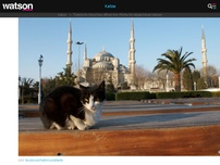 Bild zum Artikel: Türkische Moschee öffnet seine Pforte für obdachlose Katzen