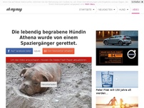 Bild zum Artikel: Die lebendig begrabene Hündin Athena wurde von einem Spaziergänger gerettet.