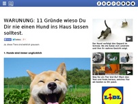 Bild zum Artikel: WARUNUNG: 11 Gründe wieso Du Dir nie einen Hund ins Haus lassen solltest.