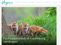 Bild zum Artikel: Fuchsjagdverbot in Luxemburg verlängert