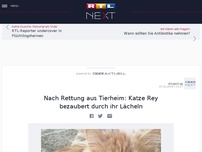 Bild zum Artikel: Nach Rettung aus Tierheim: Katze Rey bezaubert durch ihr Lächeln