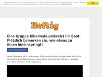 Bild zum Artikel: Eine Gruppe Killerwale umkreist ihr Boot. Plötzlich bemerken sie, wie etwas zu ihnen hineinspringt!