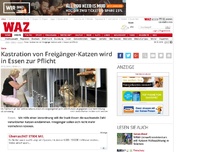 Bild zum Artikel: Kastration von Freigänger-Katzen wird in Essen zur Pflicht