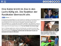 Bild zum Artikel: Eine Katze bricht im Zoo in den Luchs-Käfig ein. Die Reaktion der Raubkatze überrascht alle.