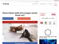 Bild zum Artikel: Diese Katze stellt ihre Jungen einem Hund vor!