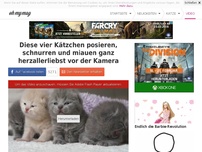 Bild zum Artikel: Diese vier Kätzchen posieren, schnurren und miauen ganz herzallerliebst vor der Kamera