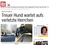 Bild zum Artikel: Nach Autounfall - Treuer Hund wartet aufs Herrchen