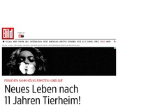 Bild zum Artikel: Armer Hund! - Neues Leben nach 11 Jahren Tierheim