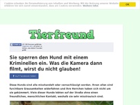 Bild zum Artikel: Sie sperren den Hund mit einem Kriminellen ein. Was die Kamera dann filmt, wirst du nicht glauben!