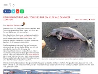 Bild zum Artikel: Delfinbaby stirbt, weil Touris es für ein Selfie aus dem Meer zerrten