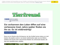 Bild zum Artikel: Sie verbannen den Labor-Affen auf eine verlassene Insel. Jahre später finden sie ihn so. Es ist...