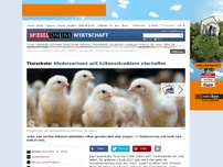 Bild zum Artikel: Tierschutz: Niedersachsen will Kükenschreddern abschaffen
