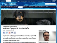 Bild zum Artikel: EU will illegales Geschäft der Welpenhändler stoppen