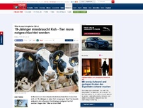 Bild zum Artikel: Täter in psychologischer Obhut - 19-Jähriger missbraucht Kuh - Tier muss notgeschlachtet werden