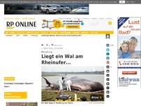 Bild zum Artikel: Duisburg - Liegt ein Wal am Rheinufer...