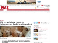 Bild zum Artikel: 270 verwahrloste Hunde in Schermbecker Zucht beschlagnahmt