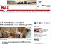 Bild zum Artikel: 270 verwahrloste Hunde in Schermbecker Zucht beschlagnahmt
