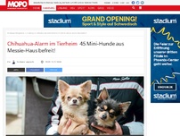 Bild zum Artikel: Chihuahua-Alarm im Tierheim: 45 Mini-Hunde aus Messie-Haus befreit!