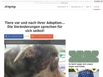 Bild zum Artikel: Tiere vor und nach ihrer Adoption... Die Veränderungen sprechen für sich selbst!