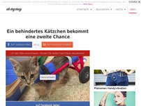 Bild zum Artikel: Ein behindertes Kätzchen bekommt eine zweite Chance