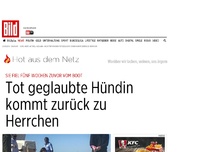 Bild zum Artikel: Nach fünf Wochen - Tot geglaubte Hündin kommt zurück zu Herrchen