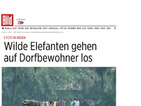 Bild zum Artikel: 5 Tote in Indien! - Wilde Elefanten gehen auf Dorfbewohner los