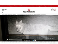 Bild zum Artikel: Barntrup: Wolf reißt mehrere Ziegen im Dorf