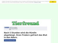 Bild zum Artikel: Nach 5 Stunden wird die Hündin abgehängt. Ihren Findern gefriert das Blut in den Adern.