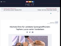 Bild zum Artikel: Höchste Ehre für verletzte Sprengstoffhündin: Tapfere Lucca verlor Vorderbein