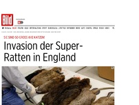 Bild zum Artikel: Groß wie Katzen - Invasion der Super- Ratten in England