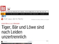 Bild zum Artikel: Einer für alle, alle für einen! - Diese 3 Tiere sind nach Leiden unzertrennlich