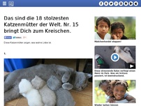 Bild zum Artikel: Das sind die 18 stolzesten Katzenmütter der Welt. Nr. 15 bringt Dich zum Kreischen.