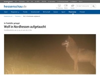 Bild zum Artikel: Wolf in Nordhessen aufgetaucht