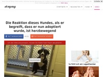 Bild zum Artikel: Die Reaktion dieses Hundes, als er begreift, dass er nun adoptiert wurde, ist herzbewegend