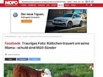 Bild zum Artikel: Facebook: Trauriges Foto: Kälbchen trauert um seine Mama - schuld sind Müll-Sünder