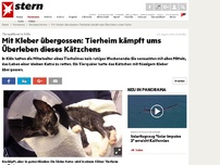 Bild zum Artikel: Tierquälerei in Köln: Mit Kleber übergossen: Tierheim kämpft ums Überleben dieses Kätzchens