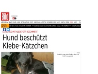 Bild zum Artikel: Mit Klebstoff beschmiert - Hund beschützt Klebe-Kätzchen