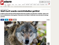 Bild zum Artikel: Gefahr für Menschen: Wolf 'Kurti' muss sterben