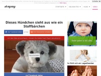 Bild zum Artikel: Dieses Hündchen sieht aus wie ein Stoffbärchen