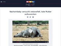 Bild zum Artikel: Nashornbaby versucht verzweifelt, tote Mutter aufzuwecken