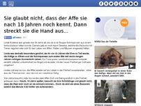 Bild zum Artikel: Sie glaubt nicht, dass der Affe sie nach 18 Jahren noch kennt. Dann streckt sie die Hand aus...