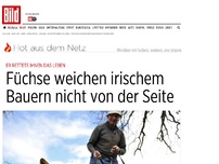 Bild zum Artikel: Er rettete ihr Leben - Füchse weichen irischem Bauern nicht von der Seite