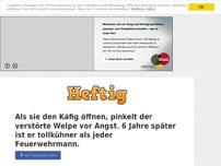 Bild zum Artikel: Als sie den Käfig öffnen, pinkelt der verstörte Welpe vor Angst. 6 Jahre später ist er...