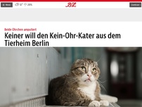 Bild zum Artikel: Der Kein-Ohren-Kater aus dem Tierheim Berlin