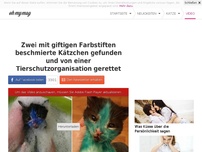 Bild zum Artikel: Zwei mit giftigen Farbstiften beschmierte Kätzchen gefunden und von einer Tierschutzorganisation gerettet