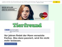 Bild zum Artikel: Vor Jahren findet der Mann verwaiste Füchse. Was dann passiert, wird ihn nicht mehr loslassen.