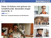 Bild zum Artikel: Diese 16 Katzen sind grösser als Schäferhunde. Besonders Angst macht Nr. 5.